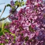 Syringa vulgarisപുഷ്പം