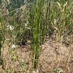 Equisetum laevigatum পাতা