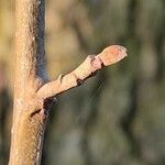 Alnus glutinosa Alia