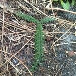 Cirsium filipendulum Leaf