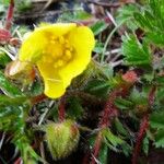 Potentilla pyrenaica Flower