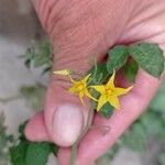 Solanum pimpinellifolium Blomst