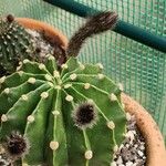 Echinopsis oxygona Листок