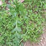 Lepidium coronopus Leaf