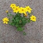 Bidens ferulifoliaFlower