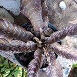 Cryptanthus zonatus ᱥᱟᱠᱟᱢ