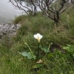 Zantedeschia aethiopicaBlüte