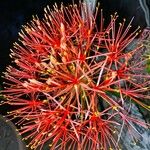 Scadoxus multiflorusFleur