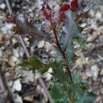 Quercus berberidifolia Leaf