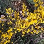 Cytisus galianoi Habit