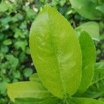 Citrus × limon 葉