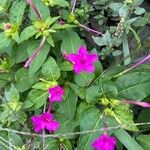 Mirabilis jalapaFlor