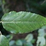 Ficus lateriflora Frunză
