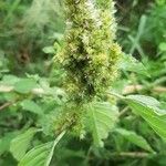 Amaranthus retroflexusFlower