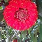 Brownea grandiceps Flower