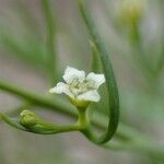 Thesium alpinum Flower