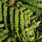 Dryopteris filix-mas Feuille