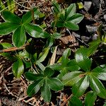 Alchemilla saxatilis Hoja