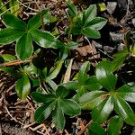 Alchemilla saxatilis Листок