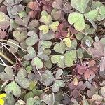 Oxalis corniculata Blad