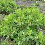 Sonchus pinnatifidus Folio