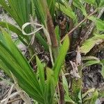 Cyrtopodium andersonii Yaprak