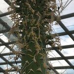 Agave guiengola (Corteza)