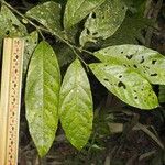 Preslianthus pittieri Leaf