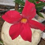 Mandevilla sanderi Flower