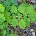 Chelidonium majusBlad