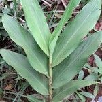 Hedychium coronarium List