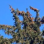 Picea abies Хабит