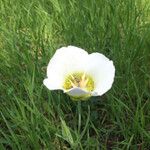 Calochortus gunnisonii Λουλούδι