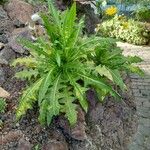 Sonchus congestus Habitus