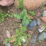 Nemophila pedunculata Hoja