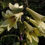 Cardiocrinum giganteum Květ