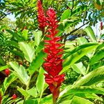 Alpinia purpurata പുഷ്പം