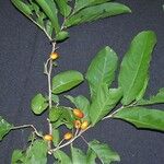 Casearia corymbosa Övriga
