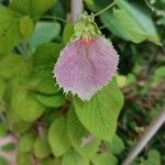 Dalechampia dioscoreifolia Flower