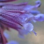 Salvia verticillata Květ