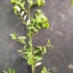 Phyllanthus reticulatus List