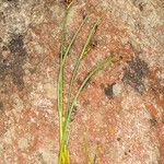 Juncus alpinoarticulatus 樹皮