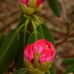 Rhododendron oreodoxa Kvet