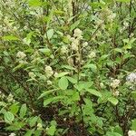 Ceanothus americanus Hàbitat