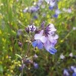 Collinsia parviflora Kvet