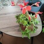 Pelargonium × hybridum Blomma