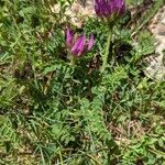 Astragalus hypoglottis Blad