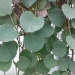 Cissus rotundifolia Blad