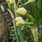 Narcissus spp. Blomma