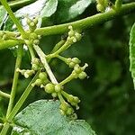 Zanthoxylum simulans Frucht